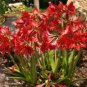 Amaryllis 200 Seeds
