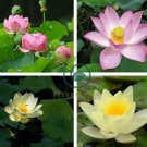 Heirloom Big Blooming White Lotus Nelumbo Nucifera 4 Seeds