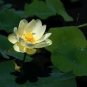 Heirloom Big Blooming White Lotus Nelumbo Nucifera 4 Seeds