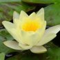 Heirloom Big Blooming White Lotus Nelumbo Nucifera 4 Seeds
