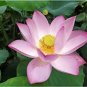 Heirloom Big Blooming White Lotus Nelumbo Nucifera 4 Seeds