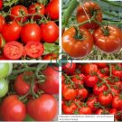 'Tonglin' Small Round Rose Red Cherry Tomato 200 Seeds