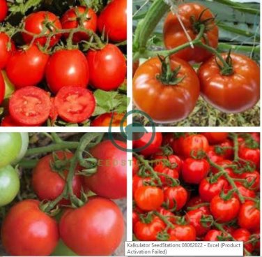 'Tonglin' Small Round Rose Red Cherry Tomato 200 Seeds