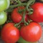 'Tonglin' Small Round Rose Red Cherry Tomato 200 Seeds