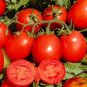 'Tonglin' Small Round Rose Red Cherry Tomato 200 Seeds