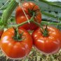 'Tonglin' Small Round Rose Red Cherry Tomato 200 Seeds