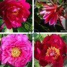 Rare 'Hua Wang' Red Peony Flower with Golden Spot Flower 10 Seeds