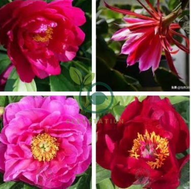 Rare 'Hua Wang' Red Peony Flower with Golden Spot Flower 10 Seeds
