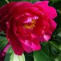 Rare 'Hua Wang' Red Peony Flower with Golden Spot Flower 10 Seeds