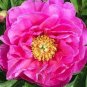 Rare 'Hua Wang' Red Peony Flower with Golden Spot Flower 10 Seeds