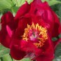 Rare 'Hua Wang' Red Peony Flower with Golden Spot Flower 10 Seeds