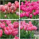 Tulips 200 seeds