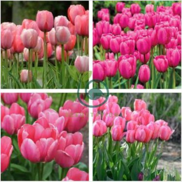 Tulips 200 seeds