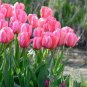Tulips 200 seeds
