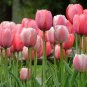 Tulips 200 seeds