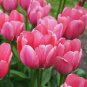 Tulips 200 seeds