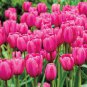 Tulips 200 seeds