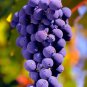 Big Miniature Grape Vine Seeds Purple Fruits 100 seeds