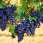 Big Miniature Grape Vine Seeds Purple Fruits 100 seeds