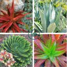 Charming Aloe Mix 1000 seeds