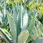 Charming Aloe Mix 1000 seeds