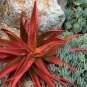 Charming Aloe Mix 1000 seeds