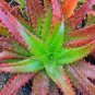 Charming Aloe Mix 1000 seeds