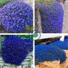 Creeping Thyme Seeds Rock CRESS 1000 seeds