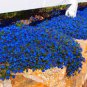 Creeping Thyme Seeds Rock CRESS 1000 seeds