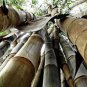Huge Dragon Bamboo Giant Bambu Tree 200 seeds