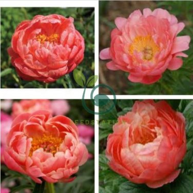 Perennial Peony Flowers 40 seeds