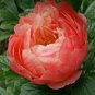 Perennial Peony Flowers 40 seeds