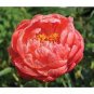 Perennial Peony Flowers 40 seeds