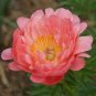 Perennial Peony Flowers 40 seeds