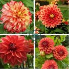 Red Dahlias 100 seeds