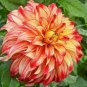 Red Dahlias 100 seeds