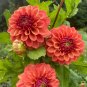 Red Dahlias 100 seeds