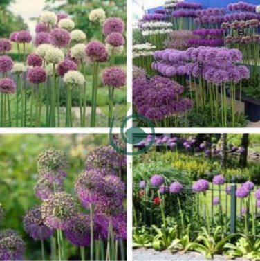 Giant Allium Plant 200 seeds