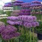 Giant Allium Plant 200 seeds