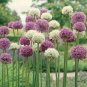 Giant Allium Plant 200 seeds