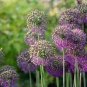 Giant Allium Plant 200 seeds