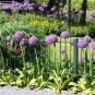 Giant Allium Plant 200 seeds