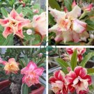 Desert Rose 2 seeds