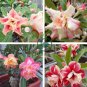 Desert Rose 2 seeds