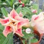 Desert Rose 2 seeds