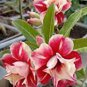 Desert Rose 2 seeds