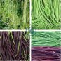 Vigna sinensis Seeds Yard Long Bean Mixed Red and Green 200 seeds