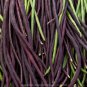 Vigna sinensis Seeds Yard Long Bean Mixed Red and Green 200 seeds