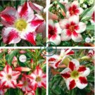 Desert Rose White & Red Bi-Color Single Petals 2 seeds