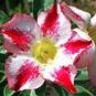 Desert Rose White & Red Bi-Color Single Petals 2 seeds